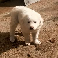 Cuccioli di maremmano disponibili