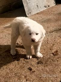 Cuccioli di maremmano disponibili