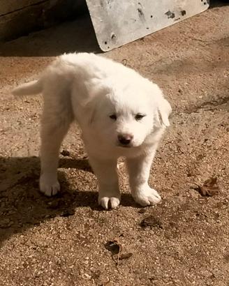 Cuccioli di maremmano disponibili