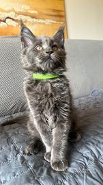 Maine Coon cuccioli con Pedigree