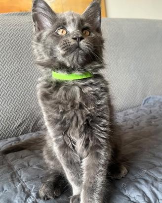 Maine Coon cuccioli con Pedigree
