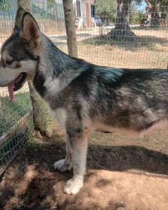 Alaskan Malamute