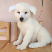 Cane cuccioli Akita TOPDog selezione qualitativa