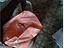 Immagine 22