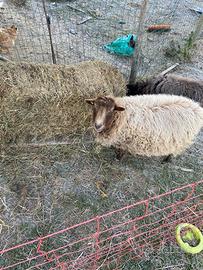 Pecora incrocio oussant