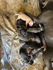 Cuccioli di American pitbull terrier