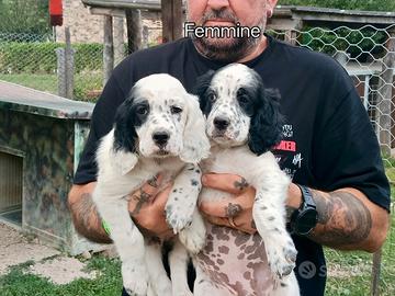Setter inglese cuccioli