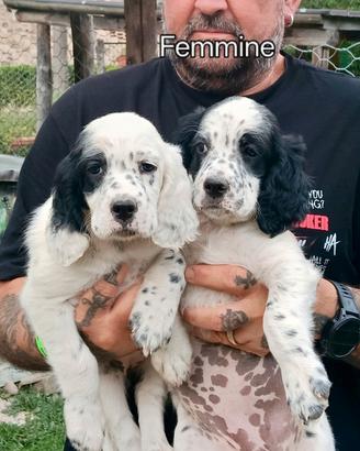 Setter inglese cuccioli