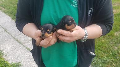 CUCCIOLI DI PINSCHER - CHIHUAHUA