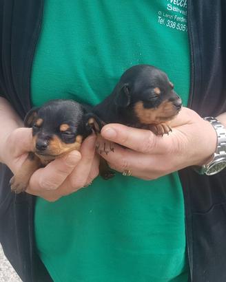 CUCCIOLI DI PINSCHER - CHIHUAHUA