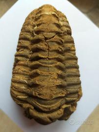 Trilobite Fossile forse Calymene