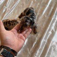 Cuccioli bassotti tedeschi kaninchen