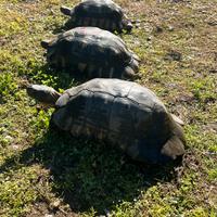 Tartaruga testudo marginata tris