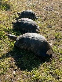 Tartaruga testudo marginata tris