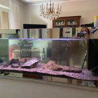 Acquario di acqua dolce per pesci tropicali