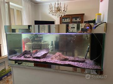 Acquario di acqua dolce per pesci tropicali