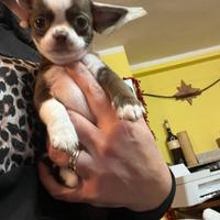 Chihuahua