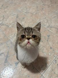 Cuccioli di gatti exotic