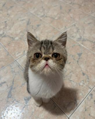 Cuccioli di gatti exotic