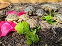 tartarughe-di-terra-testudo-horsfieldi-con-documen