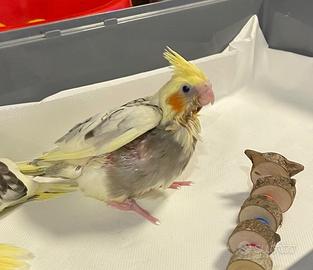 Calopsite allevate a mano