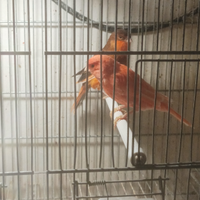 Canarini 2025 giuseppe