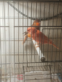 Canarini 2025 giuseppe