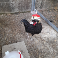 Coppia galline ornamentali olandesi ciuffate