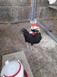 Coppia galline ornamentali olandesi ciuffate
