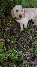 Lagotto per cava tartufi