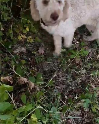 Lagotto per cava tartufi