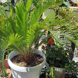 CYCAS 