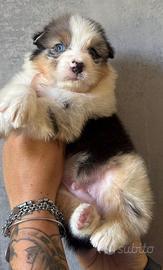 Blue merle pastore australiano pedigree