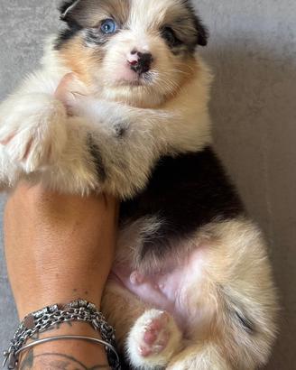 Blue merle pastore australiano pedigree
