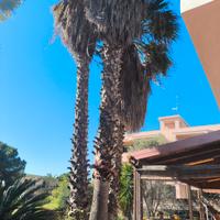 quattro palme ornamentali circa otto metri  prezzo