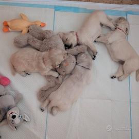 Cuccioli di Golden Retriever