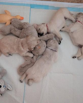 Cuccioli di Golden Retriever