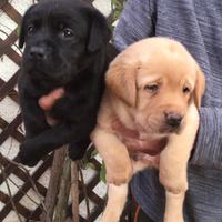 Cuccioli labrador retriever