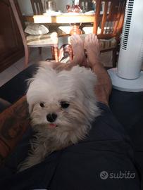 Maltese