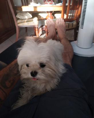 Maltese