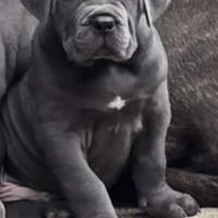 Cuccioli di cane corso