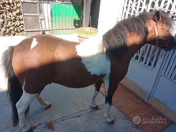 Pony