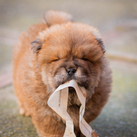 Chow chow