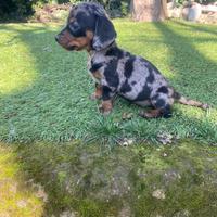 Femmina di bassotto kaninken