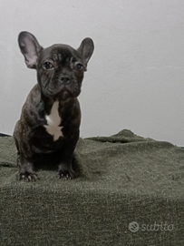 Bulldog francese
