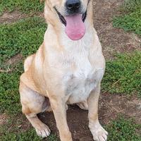 Adozione affettuoso simil labrador in canile