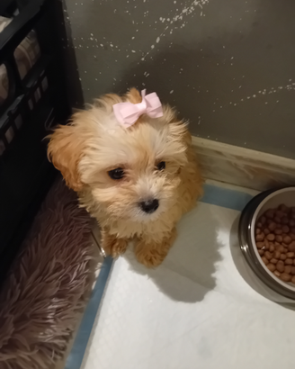 Cucciola 3 mesi