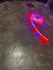 Striscia led 5 metri