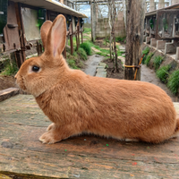 Coniglio nuova zelanda rosso