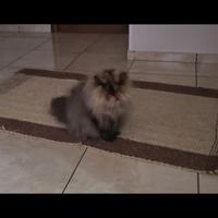 Gattina persiana per accoppiamento